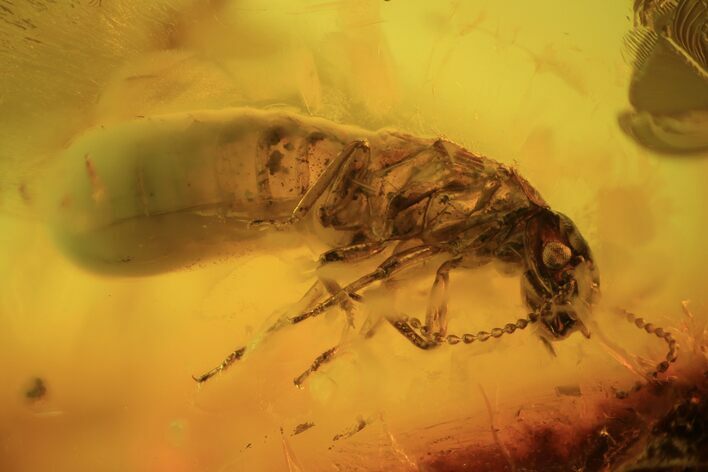 mm Fossil Termite (Isoptera) In Baltic Amber #120672